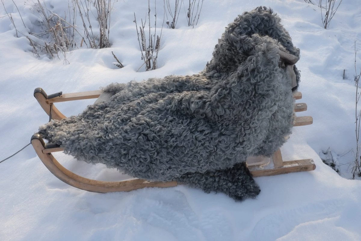 EKO-skinn - Vegetabiliskt garvat lammskinn från Gotlandsfår - 104 cm - Bild 2